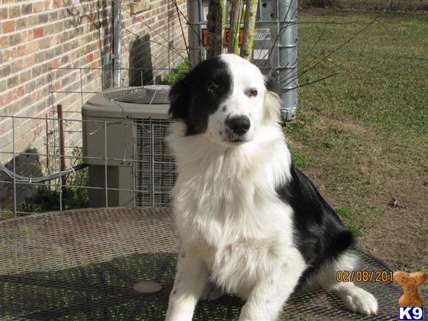 australian shepherd puppy posted by KT Awesome Aussies